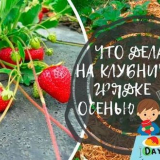 Péče o prořezávání a krmení jahod na podzim. Příprava jahod na zimu...